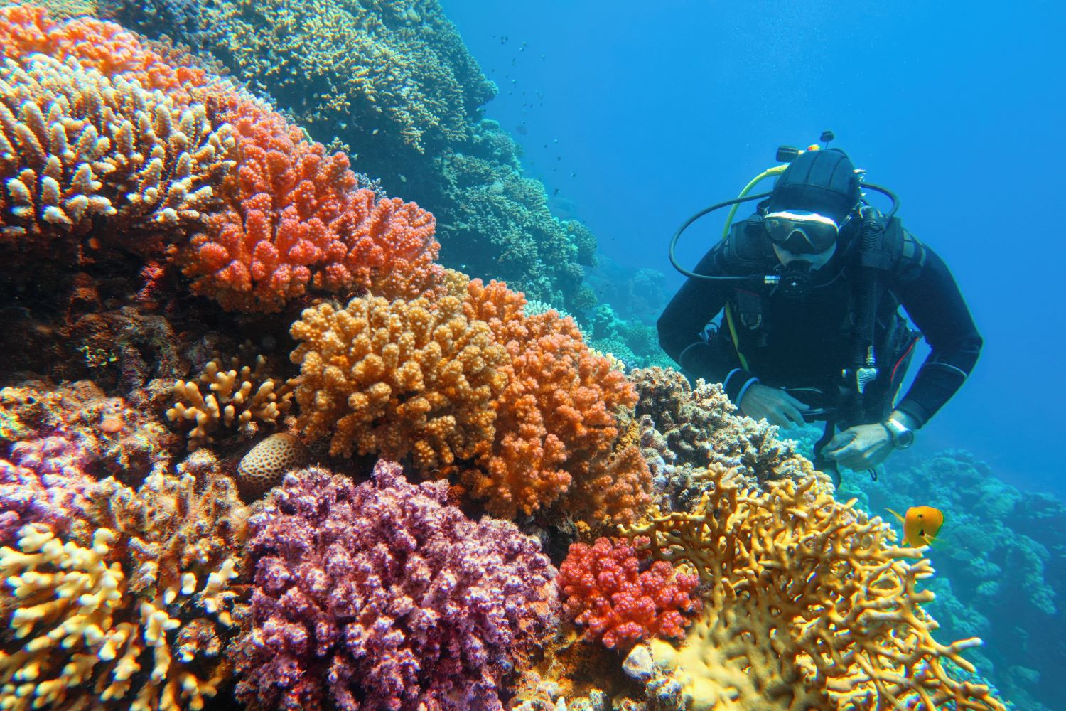 Aethic and the fight against Greenwashing: “reef safe” claims